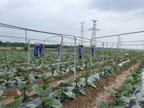 中国之声特别关注丨“麦爸”“菜妈” 定边农业育种界的黄金搭档