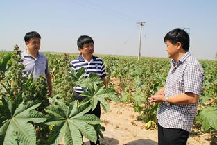 定边农业之声 市科技局深入调研，科技特派员工作再上新台阶